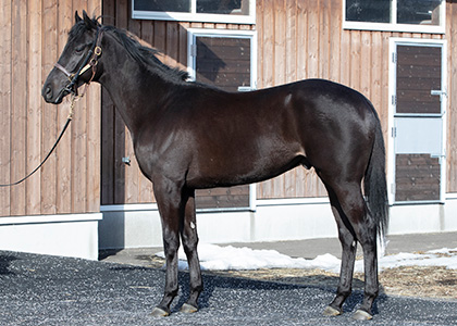 ノーブルサヴェージ