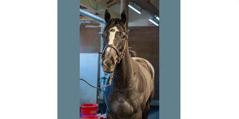 �A�G�����b�g24
