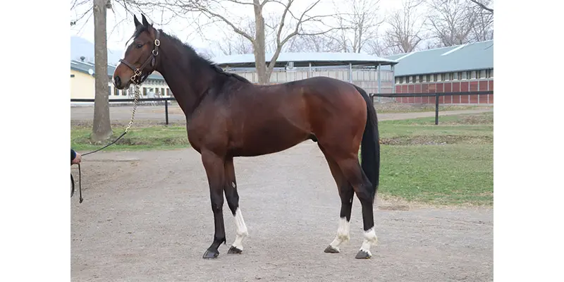 �������Q��Mangoustine24