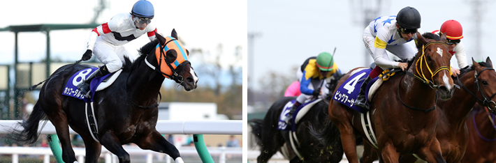 左:ホッコータルマエ(2014チャンピオンズC)　右:ビッグアーサー(2016高松宮記念)