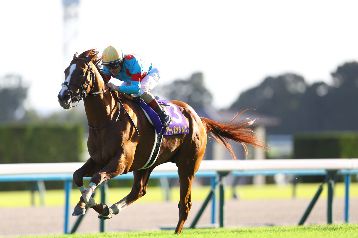 アーバンシック