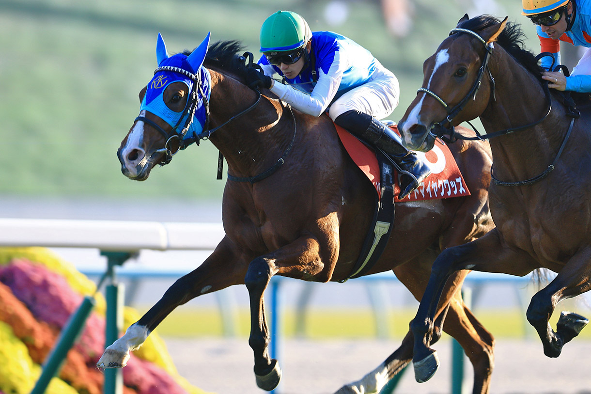 アドマイヤクワッズ