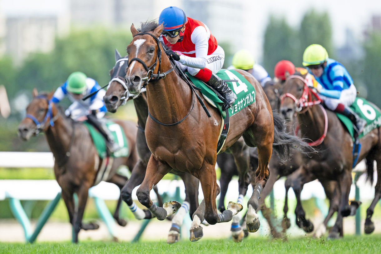 �V���E�i���K���t