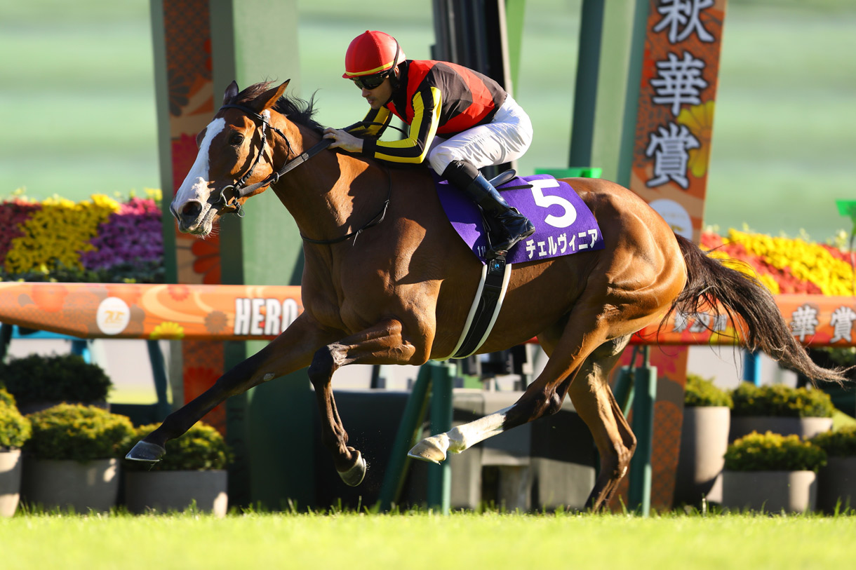 チェルヴィニア