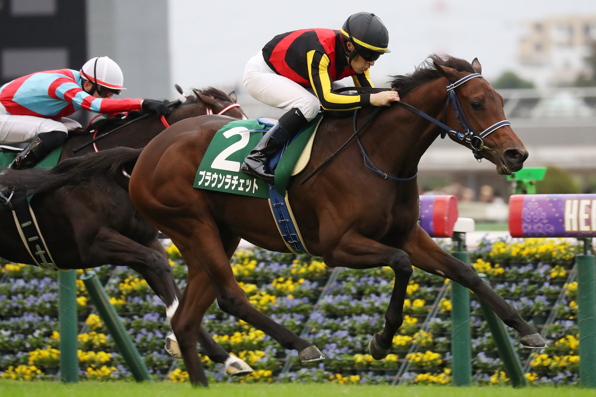 ブラウンラチェット