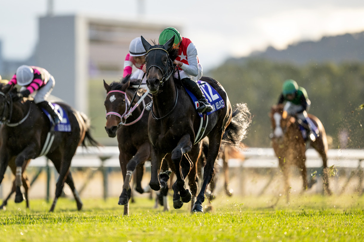 �A���}���F���[�`�F