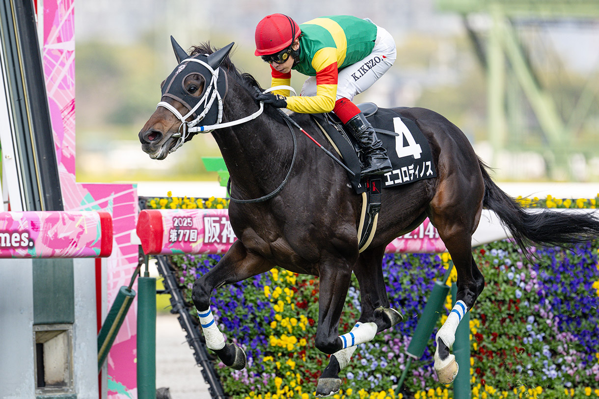 �G�R���f�B�m�X