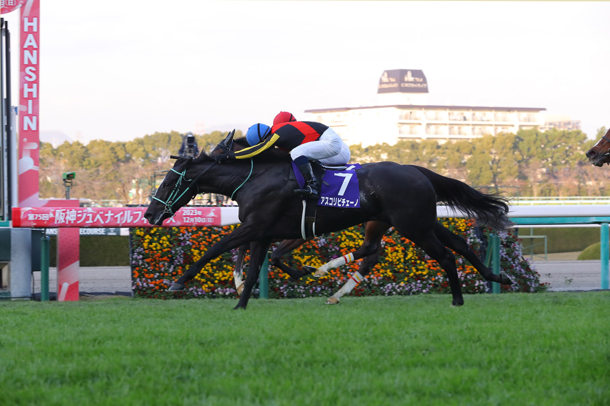 アスコリピチェーノ