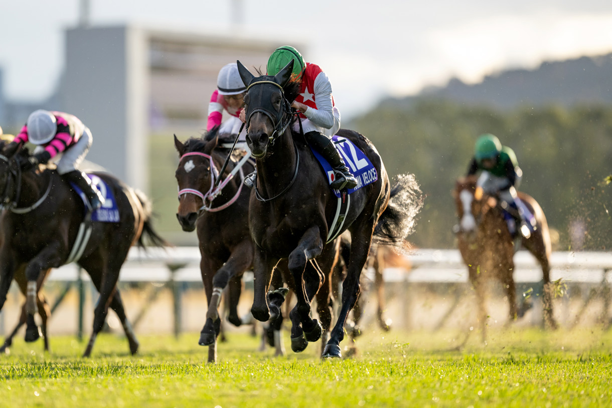 �A���}���F���[�`�F