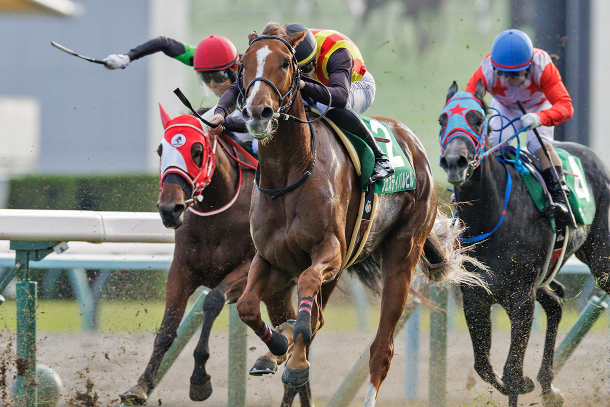 �t�F�X�e�B�o���q��